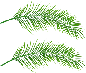 Tropical Palm Leaves Illustration PNG Image