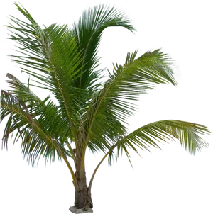 Tropical Palm Tree Isolated PNG Image