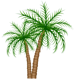 Tropical Palm Trees Illustration PNG Image