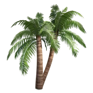 Tropical Palms Png Pbv PNG Image