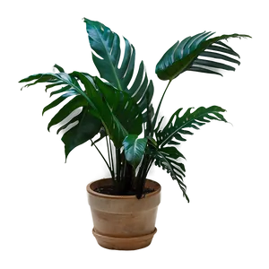 Tropical Plant C PNG Image