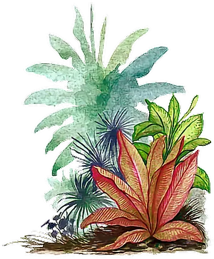 Tropical Plant Illustration.png PNG Image