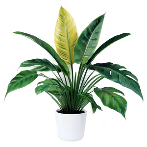 Tropical Plants Png Jke24 PNG Image