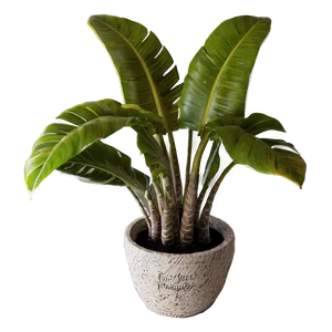 Tropical Potted Plants Png 06122024 PNG Image