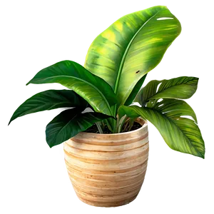 Tropical Potted Plants Png 29 PNG Image