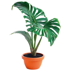 Tropical Potted Plants Png 32 PNG Image