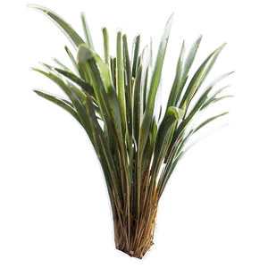 Tropical Seagrass Png Tig PNG Image