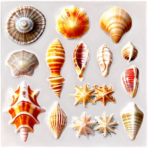 Tropical Seashells Png Tcd6 PNG Image