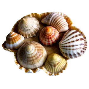 Tropical Shells Variety Png 2 PNG Image