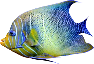 Tropical Yellow Blue Angelfish PNG