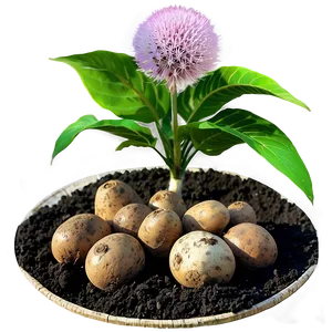 Tuber Cultivation Guide Png 05252024 PNG Image