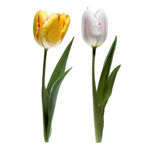 Tulip Flower Stem Png Sbb44 PNG Image