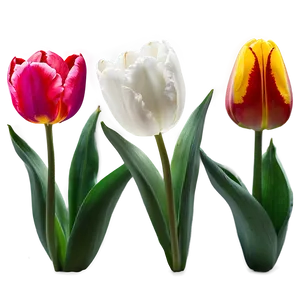 Tulip Flower Transparent Png 6 PNG Image