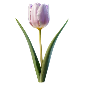 Tulip Flower Transparent Png Mml29 PNG Image