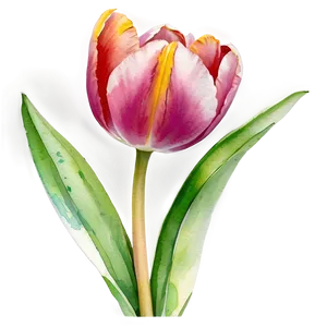 Tulip Watercolor Masterpiece Png Ape67 PNG Image