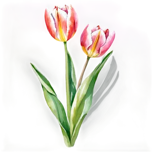 Tulip Watercolor Masterpiece Png Ght PNG Image