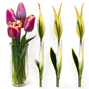 Tulips In Vase Png Pct46 PNG Image