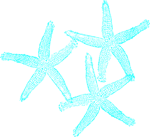 Turquoise Starfish Clipart PNG Image