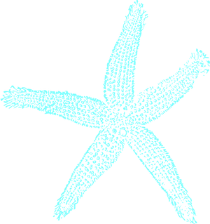 Turquoise Starfish Clipart PNG Image