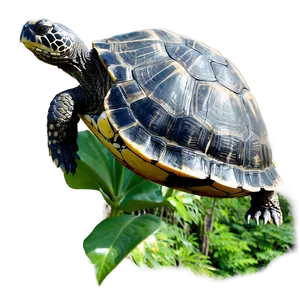 Turtle In Natural Habitat Png 06242024 PNG Image