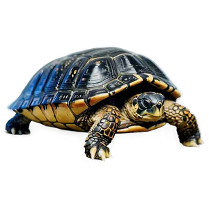 Turtle Shell A PNG Image