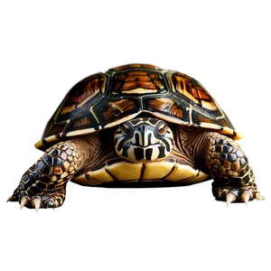 Turtle Shell Background Png 06132024 PNG Image