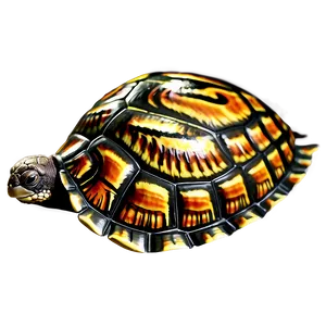 Turtle Shell Feature Png 06132024 PNG Image