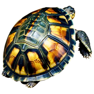 Turtle Shell Graphic Png 27 PNG Image