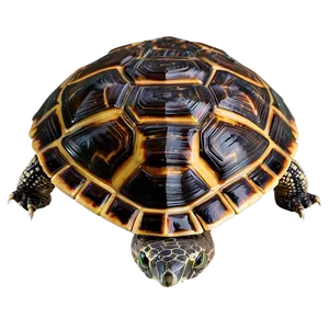 Turtle Shell Graphic Png 5 PNG Image