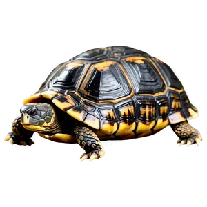 Turtle Shell Side View Png 26 PNG Image