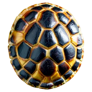 Turtle Shell Texture Close-up Png Slw38 PNG Image