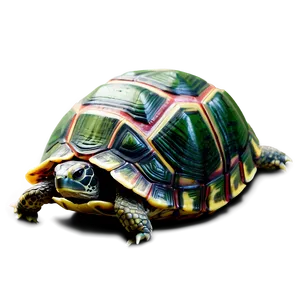 Turtle Shell Visual Png Fra44 PNG Image