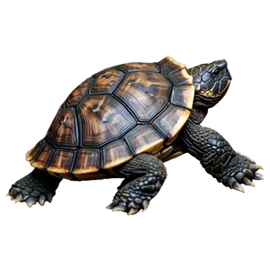 Turtle Shell Visual Png Muv11 PNG Image