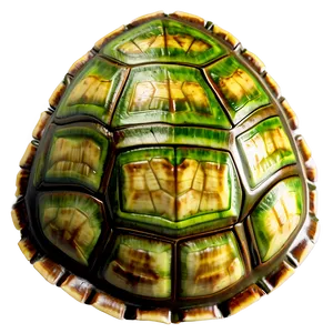 Turtle Shell Visual Png Wvd PNG Image