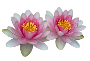 Twin Pink Water Lilies PNG Image