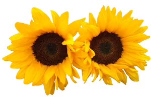 Twin Sunflowerson Blue Background PNG Image