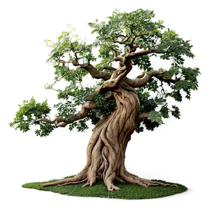 Twisted Oak Tree Png 52 PNG Image