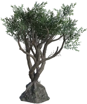 Twisted Olive Tree3 D Model PNG Image