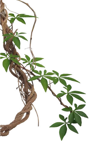 Twisting Vinewith Green Leaves PNG Image