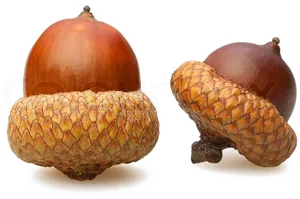 Two Acorns Isolatedon White PNG Image