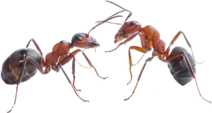 Two Ants Facing Each Other PNG Image