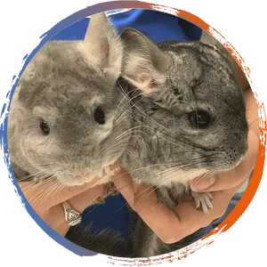 Two Chinchillas Cuddling PNG Image