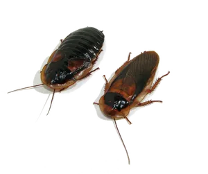 Two Cockroaches Transparent Background PNG Image