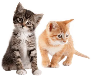 Two Cute Kittens Together PNG Image