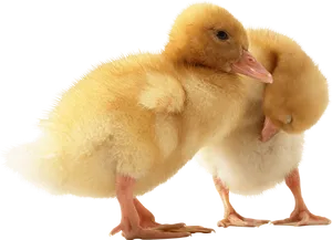 Two Ducklings Black Background PNG Image