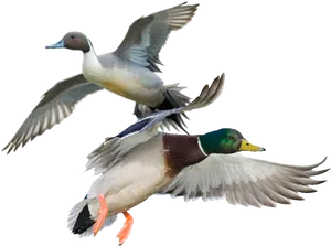 Two Ducks In Flight PNG Image