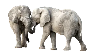 Two Elephants Interacting PNG Image