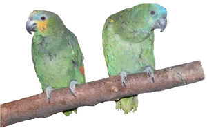 Two Parrotson Branch PNG Image