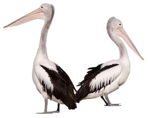 Two Pelicans Standing Together PNG Image