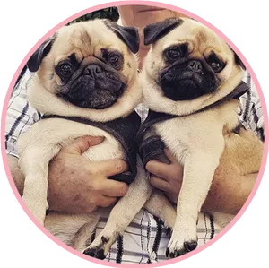 Two Pugs Cuddling With Human PNG Image